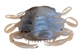 Molting