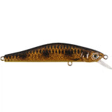 Spotted Bullhead