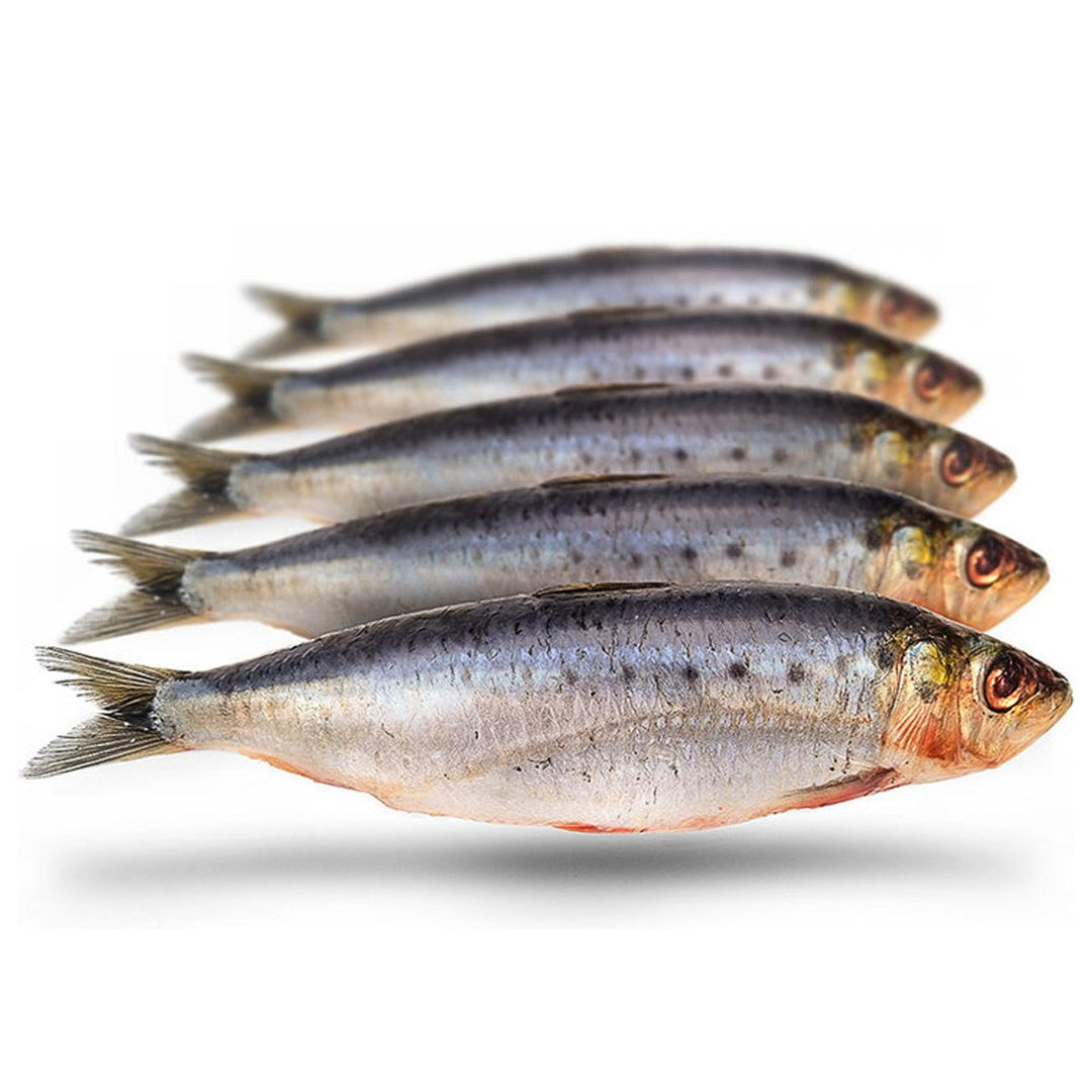 Sardine Middel (450/500gr)