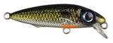 Shad