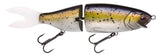 American Shad
