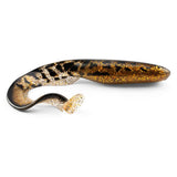 Glitter Burbot