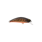 Brown Tiger OB UV