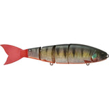 Red Fin Perch