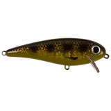 Spotted Bullhead