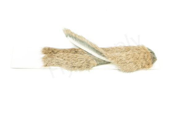 Chinchilla